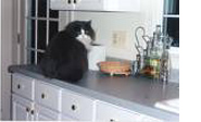 cat on counter