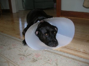 My poor little conehead Kuma!