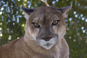 cougar