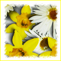 Spring flowers daisy daffodil