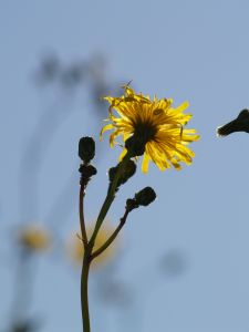 dandelions