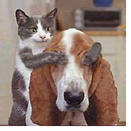 Cat and dog