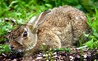 rabbit in the garden