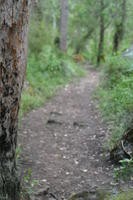 Forest path. Copyright Leon Brooks.