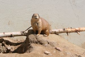 Groundhog