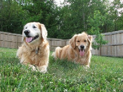 Morgan and Mulligan; photo courtesy of Art4Milkbones