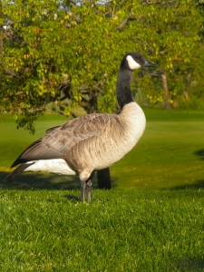 goose