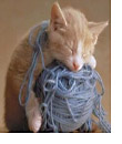 Kitten with yarn