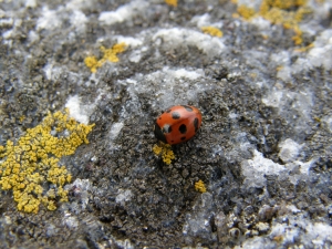 ladybug