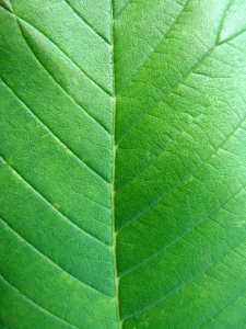 leaf