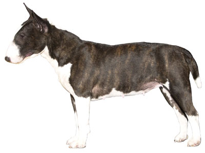 Bull Terrier Breeds on Bull Terriers Are Generally Active Little Guys Who Love To Run And