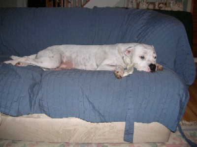 Lily Biscuits on the couch at my parents' house.