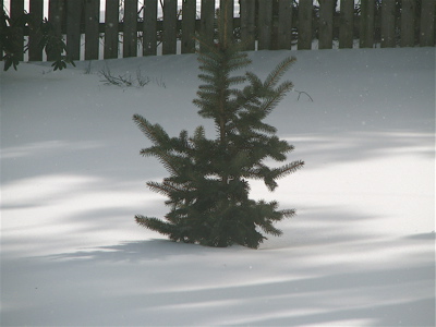 Our little tree in the snow