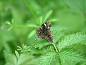 stinging nettle