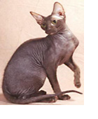 Peterbald Cat