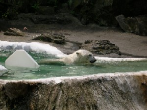 A polar bear enjoying the water on a warm May day!