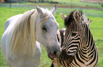 stripes