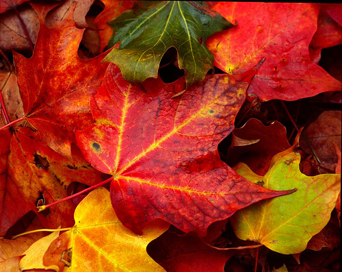 Turning Fall Leaves into Compost Home Families.com